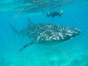 Whale shark