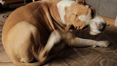 Pitbul breed dog itches. Animal allergies