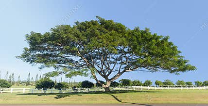 Large acacia or koa tree Kauai