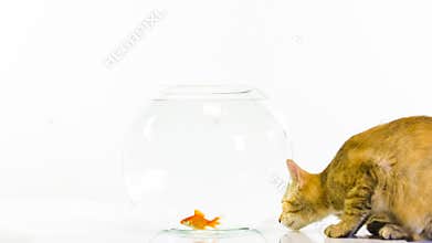 Kitten watching goldfish in bowl