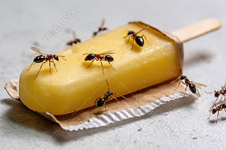 Popsicle Stick on Empty Wrapper Attracts Ants on a Warm Sunny Day in the Park Generative AI