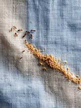 Trail of Ants Searching for Food Crumbs on a Picnic Cloth in a Sunny Outdoor Setting Generative AI