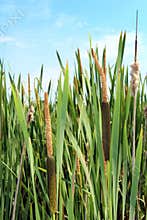Cattails