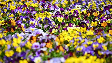 Beautiful multi-colored violets. Flowerbed in the garden. Spring bloom.