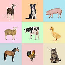 Nine farm animals and pets are posing on colorful backgrounds, creating a vibrant and diverse collage