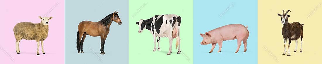 Sheep, horse, cow, pig, and goat representing livestock farming are standing on colorful backgrounds