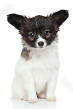 Papillon puppy on white background