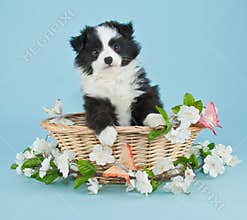 Spring Puppy