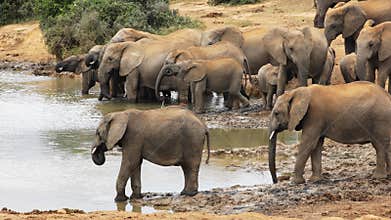 African elephant herd at a waterhole, Addo Elephant National Park, South Africa