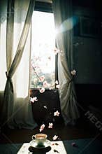 Vintage Film Photo: Morning Sunlight, Cherry Blossoms and Cup of Coffee by the Window