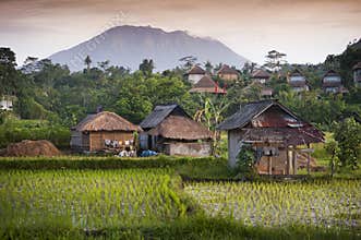 Bali Rice Fields.