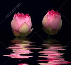Red lotus flower