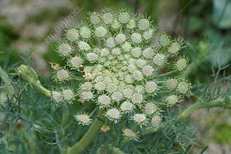 Close-up of a Moon Carrot, highlighting the soft, light green hues