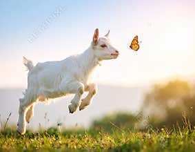 Generated image of a young goat playing with a butterfly.