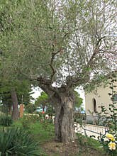 Ancient olive tree at the chapel of the stigmata in Piana Romana