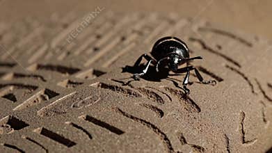Black scarab beetle exploring ancient artifact