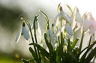 Snowdrop flowers