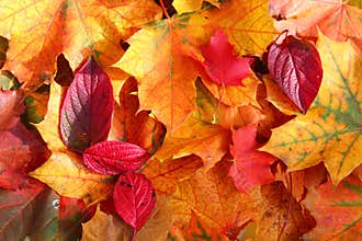 Autumn leaves in sunlight
