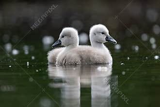 Reflections of New Beginnings