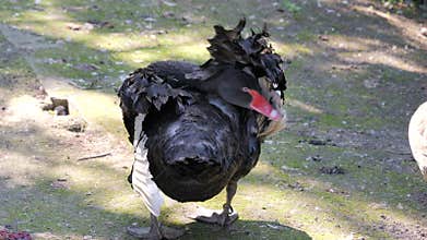 Black swan. Latin name - Cygnus atratus