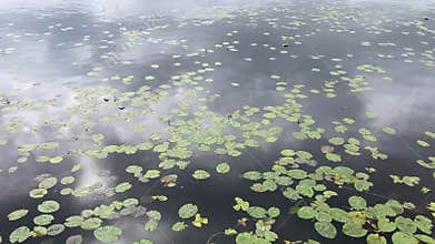 The River flows through Brest, where it is overgrown with water lilies in the summer.