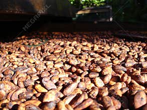 Fresh cacao beans drying in the sun