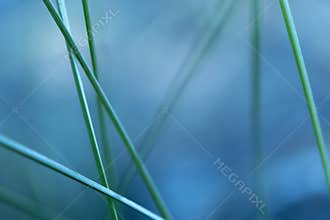 Abstract Blades of Grass with Blue Background