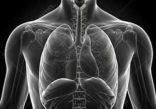 Human lugs anatomy illustration