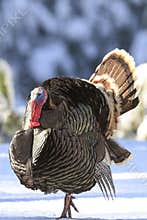 Turkey displaying during breeding season