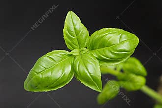 Fresh Basil Leaves