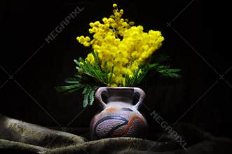 Mimosa flower still life