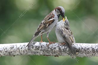 House Sparrow Feeding a Fledgling in Spring