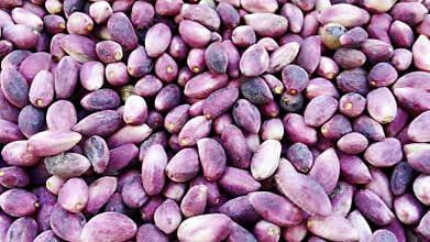 natural shelled pistachio cultivation and nut food