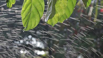 Sprinkler watering lush green plants and trees in outdoor garden.