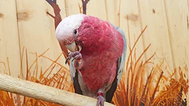 Footage of the pink cockatoo. Birds