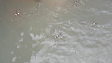 Gerridae (water striders, water skeeters, water scooters, water bugs, pond skaters, water skippers) on river