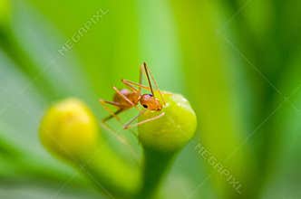An ant is perched on a flower bud against a vibrant green background.