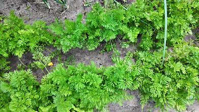 Carrots in vegetable garden in Poland