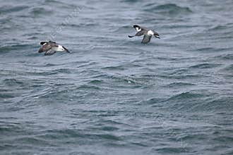Ancient murrelet (Synthliboramphus antiquus) in Japan