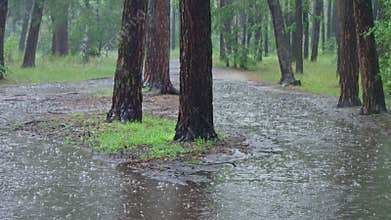 A Rainy Forest Path with Standing Water Creating a Beautiful, Lush Atmosphere for Exploration