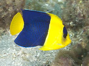 Bicolor Angelfish