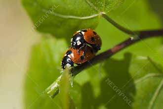 Lady bugs
