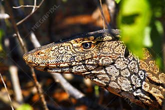 Australian Goanna/Lace Monitor (Varanus varius)