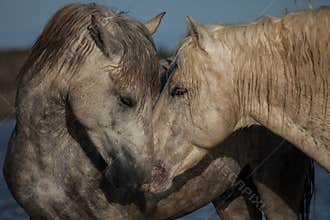 Nuzzling horses