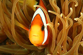 Clown Fish