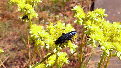 Scolia hirta, medium-sized wild wasp collecting nectar on flowers in the garden