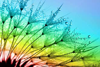 Dewy dandelion