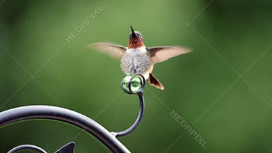 Ruby-throated Hummingbird perched on a feeder, with another hummingbird blurred fluttering nearby