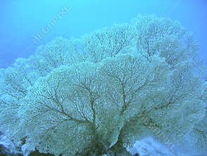 Gorgonian Sea Fan