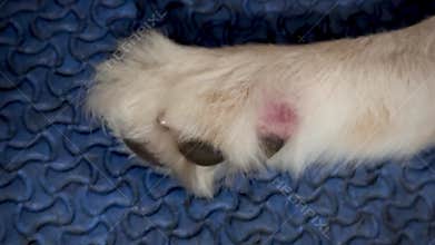 Skin infection on dog leg,Redness and inflammation,show Dermatitis disease
